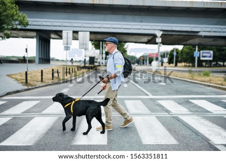 Similar – Image, Stock Photo Man with dog Town