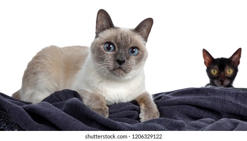 Senior Blue Point Thai Cat Laying Down Side Ways On Blue Material, Looking At Camera With Blue Wise Eyes While Being Photo Bombed By A Black Lykoi In The Background. Isolated On White Background.