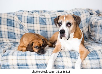 Senior Boxer Mix Dog And Fawn Puggle Relaxing On Couch