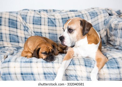 Senior Boxer Mix Dog And Fawn Puggle Relaxing On Couch