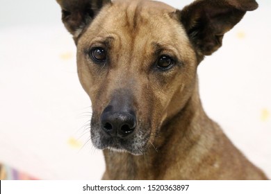 Senior Brown Black Mouth Cur Dog