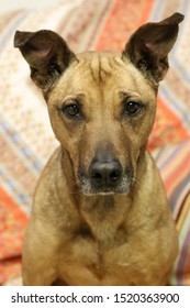 Senior Brown Black Mouth Cur Dog