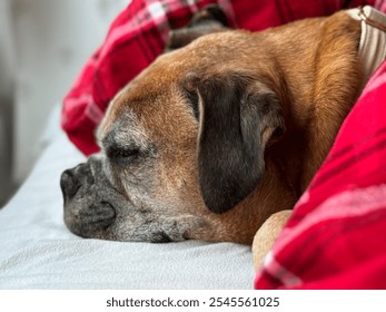 A senior brown dog resting on a light surface with its eyes closed. A red plaid blanket partially covers it, creating a cozy, peaceful scene. The dog’s gray muzzle and relaxed expression.  - Powered by Shutterstock