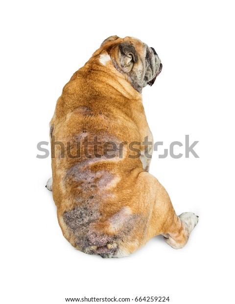 Senior Bulldog Skin Rashes Hair Loss Stock Photo Edit Now 664259224