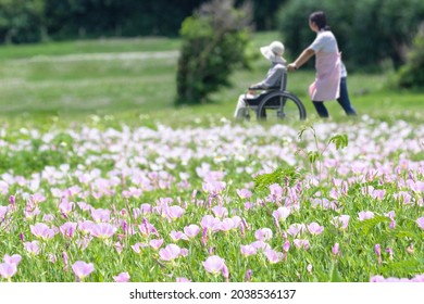 Senior care helper walking in a wheelchair in a flowering park