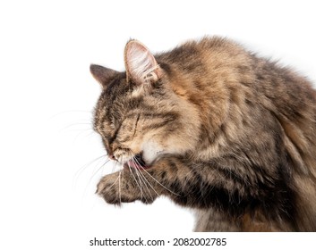 Senior Cat Licking Paw, Close Up. Side View Of Female 15 Year Old Long Hair Tabby Cat Grooming Front Paw. Visible Tongue And Long Whiskers. Cat In Motion. Isolated On White. Selective Focus. 