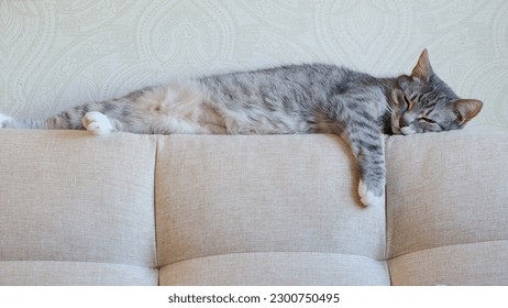 Senior cat lies on the back sofa, relaxing in the comfort of their home. An old pet rests on the back couch, enjoying the peace and quiet of their surroundings - Powered by Shutterstock