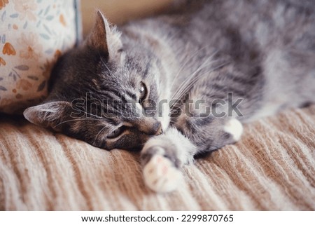 Senior cat lying on a sofa with brown pillows. Old pet resting on a beige sofa with a blanket