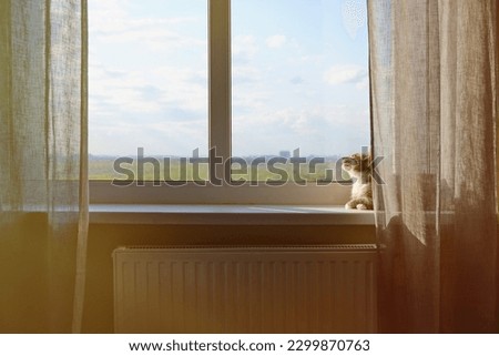 Senior cat is lying on the window sill in the sunlight. An adult pet sitting on the windowsill in the light of the warm sun