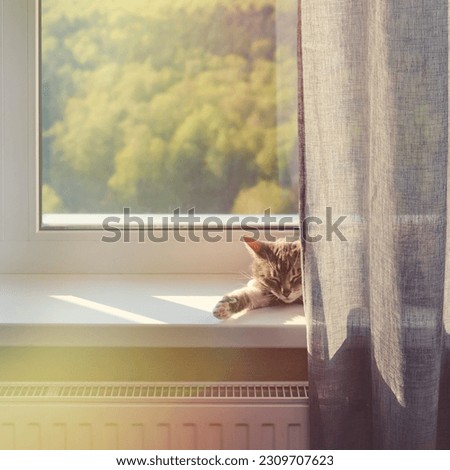 Senior cat is lying on the window sill in the sunlight. An adult pet sleeps on the windowsill in the light of the warm sun