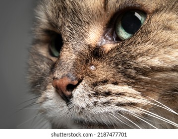 Senior Cat With Pimple Or Skin Tag On Face. Close Up Of Tabby Cat Head With Little Lump, Bump Or Growth Next To Nose. Cat Health Care Or When To Visit Veterinary Clinic. Selective Focus On Pimple.