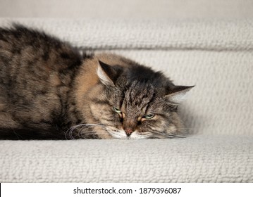 Senior cat scowling, grumpy or afraid. Brown long hair female tabby cat (14 years old) lying sideways with head down on the stairs. Concept for angry pets or animals mad at owners. Selective focus. - Shutterstock ID 1879396087