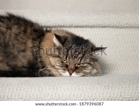 Senior cat scowling, grumpy or afraid. Brown long hair female tabby cat (14 years old) lying sideways with head down on the stairs. Concept for angry pets or animals mad at owners. Selective focus.