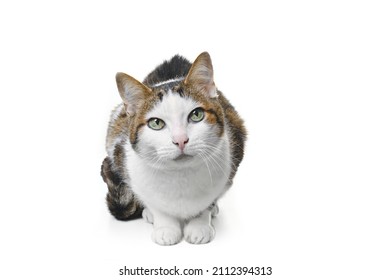 8,017 Senior Cat Images, Stock Photos & Vectors | Shutterstock