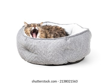 Senior cat yawing while lying comfortable in a cat bed. 16 years old female long hair tabby cat just woke up, yawing with mouth wide open. Many teeth missing from dental surgery. Selective focus.