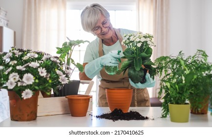 Senior caucasian woman gardener in casual clothes and protective gloves taking care of house plants on white table, concept of home garden and hobby - Powered by Shutterstock