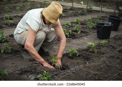 Senior caucasian woman planting tomato seedlings in the soil. Spring work in the garden - Powered by Shutterstock