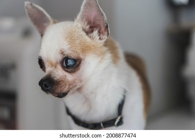 Senior Chihuahua Dog With Cataract  Outdoor Portrait