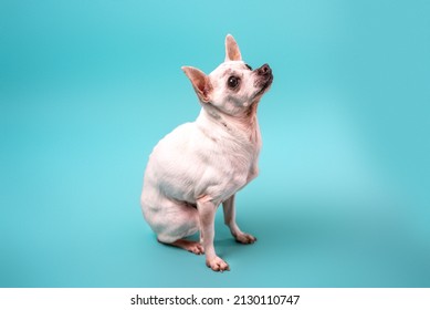 Senior Chihuahua Dog On Colorful Baby Blue Background. Senior Dog.