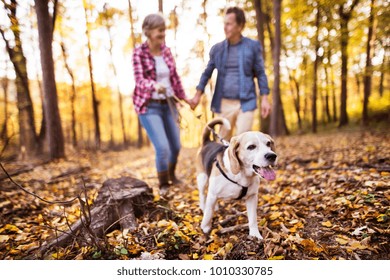 Senior Couple With Dog On A Walk In An Autumn Forest.