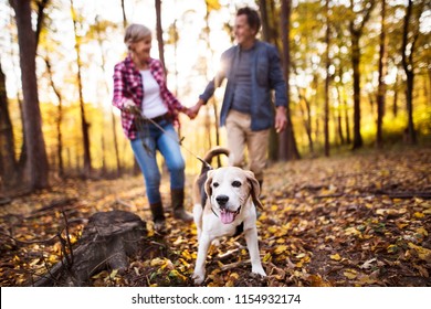 Senior couple with dog on a walk in an autumn forest.