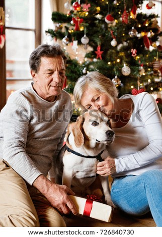 Similar – Image, Stock Photo Christmas dog