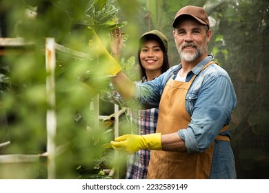 Senior couple gardener caring houseplant and flowers in greenhouse garden together. Man and woman plant shop owner working in potted plants store. Small business start up. - Powered by Shutterstock