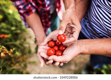 Senior couple gardening in the backyard garden. - Powered by Shutterstock