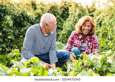 Senior Couple Gardening In The Backyard Garden.