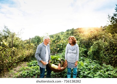 Senior couple gardening in the backyard garden. - Powered by Shutterstock