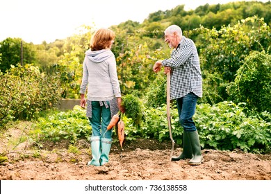 Senior Couple Gardening In The Backyard Garden.