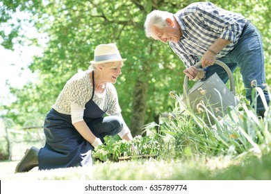 Senior Couple Gardening Together 