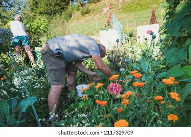 Senior Couple Gardening Together - Harvest Period