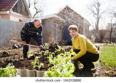 senior couple plant seedlings of vegetables in the garden near the house.  slow life. pastoral life.  enjoy the little things.  Dreaming of Spring - Powered by Shutterstock