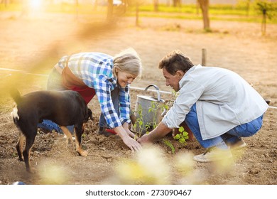 Senior couple planting seedlings in their garden - Powered by Shutterstock