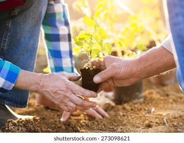 Senior couple planting seedlings in their garden - Powered by Shutterstock