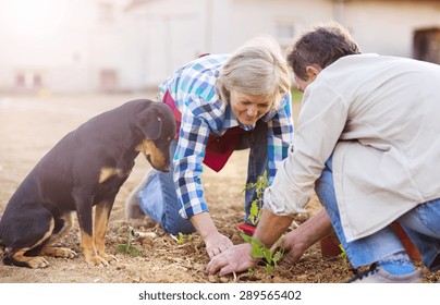 Senior couple planting seedlings of tomato in their garden - Powered by Shutterstock