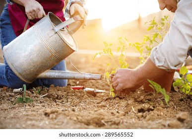 Senior couple planting seedlings of tomato in their garden - Powered by Shutterstock