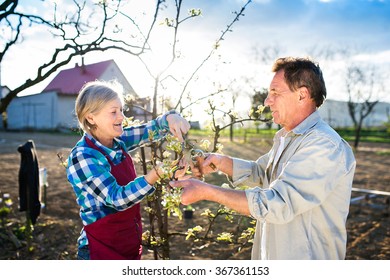 Senior Couple Pruning Apple Tree