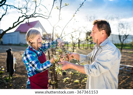 Similar – apple blossom Apple tree