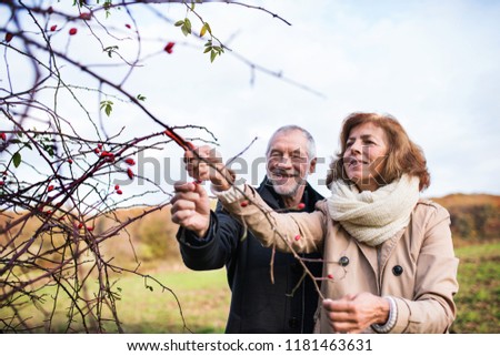 Similar – rose hips Fruit Rose hip