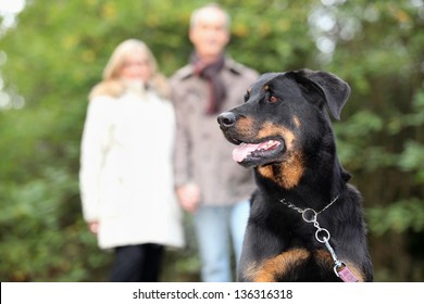 Senior Couple Walking Dog