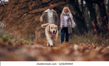 Senior couple walking in park in autumn. Attractive woman and handsome man spending time together with dog golden retriever. - Powered by Shutterstock