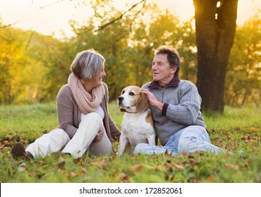 Senior Couple Walking Their Beagle Dog In Autumn Countryside