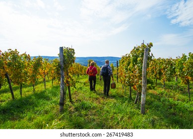 Senior Couple Walking In The Vineyard