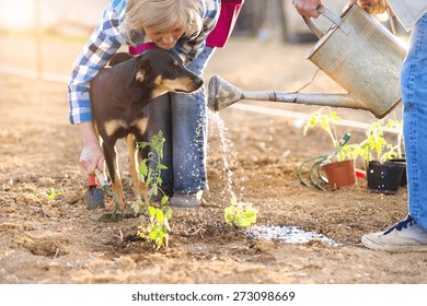 Senior couple watering seedlings in their garden - Powered by Shutterstock