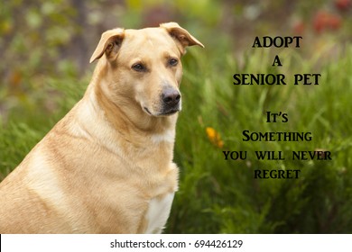 Senior Dog Adoption Poster Suitable For Shelters And Pet Adoption