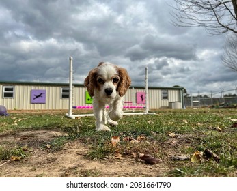 The Senior Dog Is Approaching Camera Playing Outside At Doggy Daycare Pet Care Positive Training Center On Cloudy Day With Ominous Sky