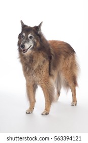 Senior dog, Belgian Shepherd Tervuren, on white studio background