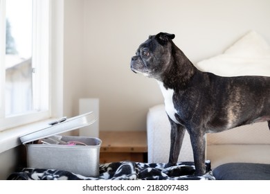 Senior Dog Looking Out Of Window While Standing On A Chair Waiting For Owner. Sad Or Anxious. Side Profile Of 9 Years Old Female Boston Terrier Pug Mix With Black Brindle Coloring. Selective Focus.